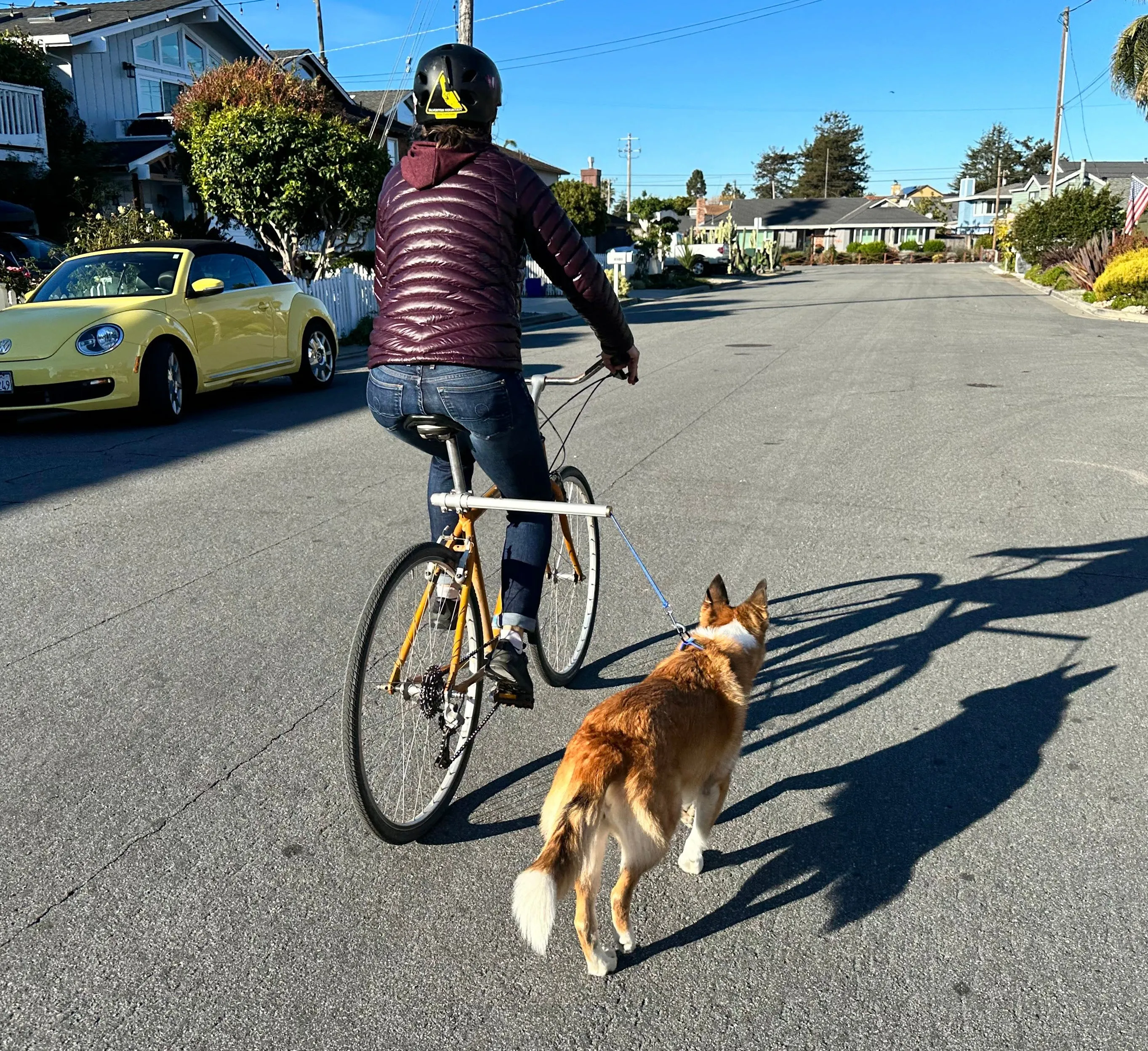 MBB Dog Runners